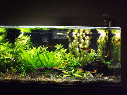 37 gallons planted tank (mostly live plants and fish) - 37 gallon acrylic tank, planted without co2, just trying to get the right balance of plants and fish. 25% water changes weekly, dosing with potassium, phosphorus and Flourish Excell weekly. Recently upgraded to a 36 in. LED plant light that's dimmable. I've found full power is too much light. Substrate is a fluorite type product and coarse sand. 37 gallons planted tank (mostly live plants and fish) - 37 gallon acrylic tank, planted without co2, just trying to get the right balance of plants and fish. 25% water changes weekly, dosing with potassium, phosphorus and Flourish Excell weekly. Recently upgraded to a 36 in. LED plant light that's dimmable. I've found full power is too much light. Substrate is a fluorite type product and coarse sand.