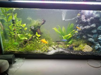 40 gallons planted tank (mostly live plants and fish) - Hawaiian Tank left view showing cobalt, electric yellow, Johanni, auratus, albino algae eater, and an albino auratus peaking from behind driftwood! 40 gallons planted tank (mostly live plants and fish) - Hawaiian Tank left view showing cobalt, electric yellow, Johanni, auratus, albino algae eater, and an albino auratus peaking from behind driftwood!