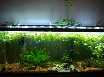 55 gallons planted tank (mostly live plants and fish) - Established one year old 55 gallon. 55 gallons planted tank (mostly live plants and fish) - Established one year old 55 gallon.