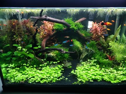 Rated #6: 20 Gallons Planted Tank - 20G tank 12 weeks after build. Rated #6: 20 Gallons Planted Tank - 20G tank 12 weeks after build.