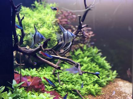 Rated #4: 42 Gallons Planted Tank - Blue Angels! Rated #4: 42 Gallons Planted Tank - Blue Angels!