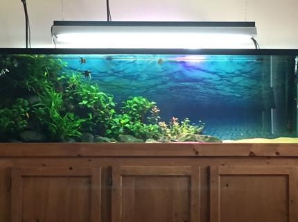 Rated #5: 125 Gallons Planted Tank - Planted Tank Rated #5: 125 Gallons Planted Tank - Planted Tank
