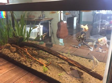 145 gallons planted tank (mostly live plants and fish) - my 40g 145 gallons planted tank (mostly live plants and fish) - my 40g