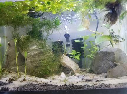 10 gallons planted tank (mostly live plants and fish) - Shrimp tank 10 gallons planted tank (mostly live plants and fish) - Shrimp tank