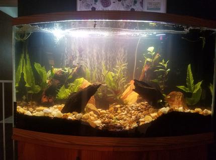 48 gallons planted tank (mostly live plants and fish) - Front 48 gallons planted tank (mostly live plants and fish) - Front
