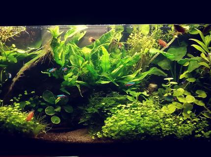 135 gallons planted tank (mostly live plants and fish) - first planted tank 135 gallons planted tank (mostly live plants and fish) - first planted tank