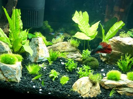 10 gallons planted tank (mostly live plants and fish) - First attempt w/live plants! 10 gallons planted tank (mostly live plants and fish) - First attempt w/live plants!