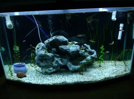 75 gallons planted tank (mostly live plants and fish) - My 46 bow front, newly planted. 75 gallons planted tank (mostly live plants and fish) - My 46 bow front, newly planted.