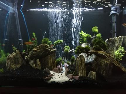 35 gallons planted tank (mostly live plants and fish) - 35 gallon easy maintenance Moss ball and slate rock decorated fish tank easy care great to look at. Still a work in progress,
aren't they all. 35 gallons planted tank (mostly live plants and fish) - 35 gallon easy maintenance Moss ball and slate rock decorated fish tank easy care great to look at. Still a work in progress,
aren't they all.