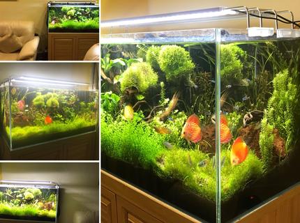 Rated #8: 50 Gallons Planted Tank - Freshwater Planted Tank 50G #nextfisherman Rated #8: 50 Gallons Planted Tank - Freshwater Planted Tank 50G #nextfisherman