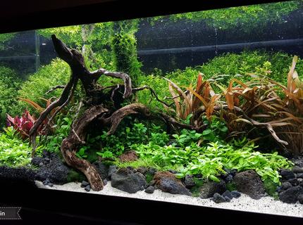 Rated #10: 15 Gallons Planted Tank - My 15 gallon high energy planted tank. Rated #10: 15 Gallons Planted Tank - My 15 gallon high energy planted tank.