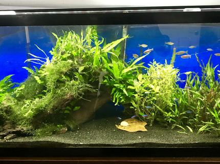 55 gallons planted tank (mostly live plants and fish) - 55 Gallon Planted 55 gallons planted tank (mostly live plants and fish) - 55 Gallon Planted