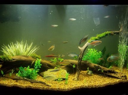 55 gallons planted tank (mostly live plants and fish) - 46 gallon bowfront community tank.
Contains both live and artificial plants. 55 gallons planted tank (mostly live plants and fish) - 46 gallon bowfront community tank.
Contains both live and artificial plants.