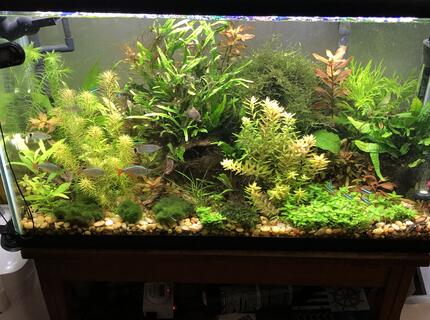 29 gallons planted tank (mostly live plants and fish) - piece of nature 29 gallons planted tank (mostly live plants and fish) - piece of nature