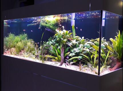 Rated #5: 99 Gallons Planted Tank - 150*50*50 cm (99 US GALLON), 30 GALLON sump Low tech, DIY Power LED (1 watt) 56 watts fixturePlants: Cryptocoryne Usteriana Red, Sagittaria subulata, Cryptocoryne wendtii brown & green, Bucephalandra Angel Tears, Bucephalandra green wavy, JAVA FERN, Anubias (diff varieties), hydrocotyle tripartita, Bolbitis Heteroclita Difformis, Nymphaea Tiger Lotus (new), Rotala Rotundifolia, Pearlweed, Amazon swords, Pogostemon Helferi, Taiwan Moss. Rated #5: 99 Gallons Planted Tank - 150*50*50 cm (99 US GALLON), 30 GALLON sump Low tech, DIY Power LED (1 watt) 56 watts fixturePlants: Cryptocoryne Usteriana Red, Sagittaria subulata, Cryptocoryne wendtii brown & green, Bucephalandra Angel Tears, Bucephalandra green wavy, JAVA FERN, Anubias (diff varieties), hydrocotyle tripartita, Bolbitis Heteroclita Difformis, Nymphaea Tiger Lotus (new), Rotala Rotundifolia, Pearlweed, Amazon swords, Pogostemon Helferi, Taiwan Moss.