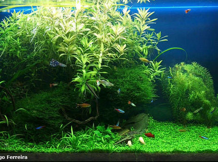 Rated #8: 53 Gallons Planted Tank - My first big planted freshwater aquarium. Rated #8: 53 Gallons Planted Tank - My first big planted freshwater aquarium.