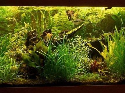 Rated #9: Planted Tank - Aquarium 150 x 60 x 50 ///
Filter... external, foam, 4,5 galons ///
Light ... 6 x 36 watt ///
CO2 ... yeast + sugar ///
UV sterilization ... DeBary 15 watt /// Rated #9: Planted Tank - Aquarium 150 x 60 x 50 ///
Filter... external, foam, 4,5 galons ///
Light ... 6 x 36 watt ///
CO2 ... yeast + sugar ///
UV sterilization ... DeBary 15 watt ///