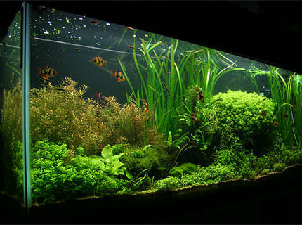 Rated #1: 55 Gallons Planted Tank - 55 gallon. Carbo Plus CO2. 220 watts 5500K power compact fluorescent lighting. Rated #1: 55 Gallons Planted Tank - 55 gallon. Carbo Plus CO2. 220 watts 5500K power compact fluorescent lighting.