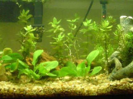 20 gallons planted tank (mostly live plants and fish) - 20 Gallon Long 20 gallons planted tank (mostly live plants and fish) - 20 Gallon Long