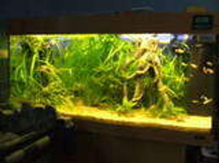 45 gallons planted tank (mostly live plants and fish) - started as a traditional planted tank, but has developed into more of a jungle look, at i like it this way 45 gallons planted tank (mostly live plants and fish) - started as a traditional planted tank, but has developed into more of a jungle look, at i like it this way