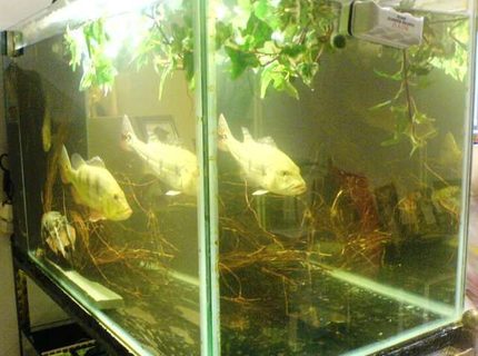 67 gallons planted tank (mostly live plants and fish) - peacock bass feature tank in a moderate decor with some plant foilage and minature design concept into a unspoilt river deep inside the amazon waters 67 gallons planted tank (mostly live plants and fish) - peacock bass feature tank in a moderate decor with some plant foilage and minature design concept into a unspoilt river deep inside the amazon waters