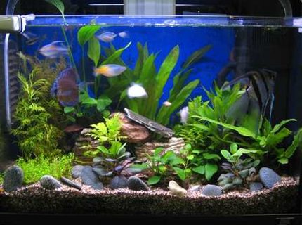 17 gallons planted tank (mostly live plants and fish) - Improved with DIY CO2. 17 gallons planted tank (mostly live plants and fish) - Improved with DIY CO2.