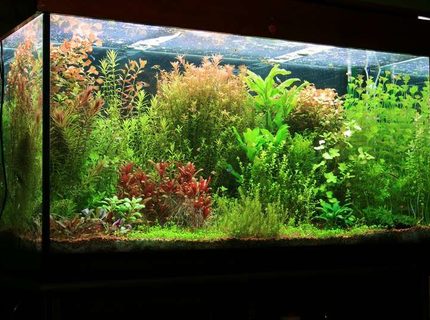 Rated #3: 75 Gallons Planted Tank - tank size 120 x 45 x 65 lighting 8 x 36 watt T8 Fluorescent filtration Eheim 2217 Plus CO2 pressure controlled by pH changes. Micro and macro elements(DIY) added 3 times weekly A routine of a 50% water change every week Rated #3: 75 Gallons Planted Tank - tank size 120 x 45 x 65 lighting 8 x 36 watt T8 Fluorescent filtration Eheim 2217 Plus CO2 pressure controlled by pH changes. Micro and macro elements(DIY) added 3 times weekly A routine of a 50% water change every week
