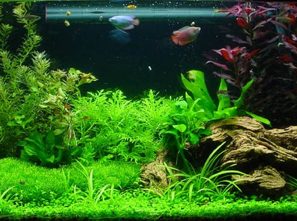 planted tank (mostly live plants and fish) - My first planted tank. planted tank (mostly live plants and fish) - My first planted tank.