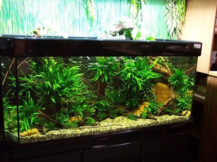 planted tank (mostly live plants and fish) - -Tank size: 160cm x 60cm x 60cm- 580 Liters- Lightning: 2 x 70 Watt HQI (5000 Kelvin)- Date of set up 10.07.03 - PH 7.20Updated picture from the 08.08.03:Fishes: Phenacogrammus interruptus(Congo tetra), Otocinclus affinis and Otocinclus paulinusAlso: Caridina japonica´---------------------------------------------------------------------------- FOR MORE PICTURES CLICK ON THE URL --------------- planted tank (mostly live plants and fish) - -Tank size: 160cm x 60cm x 60cm- 580 Liters- Lightning: 2 x 70 Watt HQI (5000 Kelvin)- Date of set up 10.07.03 - PH 7.20Updated picture from the 08.08.03:Fishes: Phenacogrammus interruptus(Congo tetra), Otocinclus affinis and Otocinclus paulinusAlso: Caridina japonica´---------------------------------------------------------------------------- FOR MORE PICTURES CLICK ON THE URL ---------------