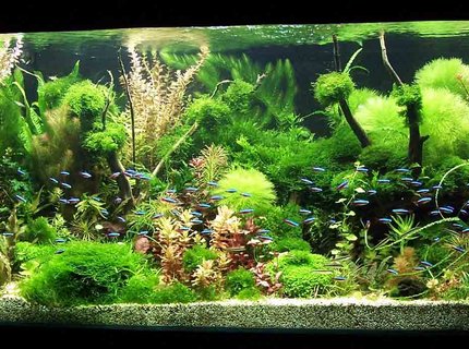 122 gallons planted tank (mostly live plants and fish) - Grove 122 gallons planted tank (mostly live plants and fish) - Grove
