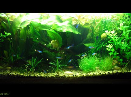 18 gallons planted tank (mostly live plants and fish) - 18 gallons
community aquarium
3 x 18w philips 830
filter 600l/h
Fish:
20 x neon fish
5 x tiger barbs
3 x zebra
7 x corydoras
Plants:
echinodorus ozelot
ludwigia repens
elodea densa
jawa moss
Echinodorus osiris
valisneria nana
valisneria twister mini
cabomba caroliniana
bacopa caroliniana 18 gallons planted tank (mostly live plants and fish) - 18 gallons
community aquarium
3 x 18w philips 830
filter 600l/h
Fish:
20 x neon fish
5 x tiger barbs
3 x zebra
7 x corydoras
Plants:
echinodorus ozelot
ludwigia repens
elodea densa
jawa moss
Echinodorus osiris
valisneria nana
valisneria twister mini
cabomba caroliniana
bacopa caroliniana