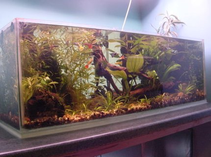 19 gallons planted tank (mostly live plants and fish) - the tank is 36x12x12. it has 2 30watt grolux tubes suspended from the ceiling. it has a fluval 2 plus filter with a small external filter 19 gallons planted tank (mostly live plants and fish) - the tank is 36x12x12. it has 2 30watt grolux tubes suspended from the ceiling. it has a fluval 2 plus filter with a small external filter