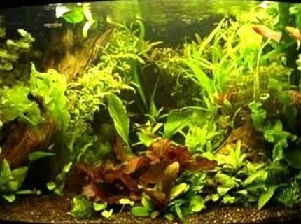 350 gallons planted tank (mostly live plants and fish) - A SMALL SLICE OF NATURE 350 gallons planted tank (mostly live plants and fish) - A SMALL SLICE OF NATURE