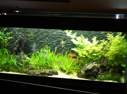 350 gallons planted tank (mostly live plants and fish) - AQUA =: 350L : 2 Aqua filter Pro Sp2(ext. filter), T5 lightning 2 x48W , aquaheater 300w.
FISH = discus,angelfish,apistogramma sp., green phantom pleco, net pleco, axolotl and a firebelly newt.
PLANTS = echinodorus bleheri,valineria, others plants are from south america but i can remember the names. 350 gallons planted tank (mostly live plants and fish) - AQUA =: 350L : 2 Aqua filter Pro Sp2(ext. filter), T5 lightning 2 x48W , aquaheater 300w.
FISH = discus,angelfish,apistogramma sp., green phantom pleco, net pleco, axolotl and a firebelly newt.
PLANTS = echinodorus bleheri,valineria, others plants are from south america but i can remember the names.