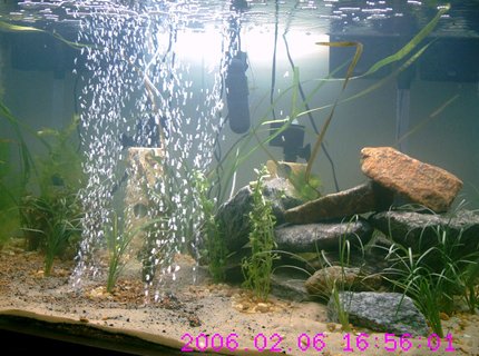 160 gallons planted tank (mostly live plants and fish) - Jan 11, 09 set up for 30 days 160 gallons planted tank (mostly live plants and fish) - Jan 11, 09 set up for 30 days