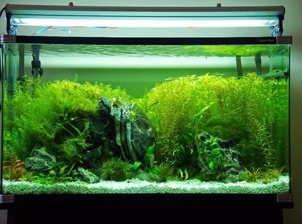 45 gallons planted tank (mostly live plants and fish) - 55g tank with plants rocks and some basic fish 45 gallons planted tank (mostly live plants and fish) - 55g tank with plants rocks and some basic fish