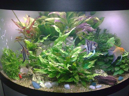 190 gallons planted tank (mostly live plants and fish) - A pic of my tank a year on 190 gallons planted tank (mostly live plants and fish) - A pic of my tank a year on