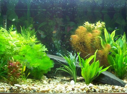 62 gallons planted tank (mostly live plants and fish) - My 62 gallon Aquarium 62 gallons planted tank (mostly live plants and fish) - My 62 gallon Aquarium