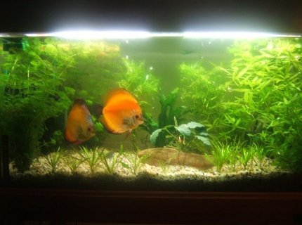 39 gallons planted tank (mostly live plants and fish) - Planted Discus Tank (Breeding Pair) 39 gallons planted tank (mostly live plants and fish) - Planted Discus Tank (Breeding Pair)