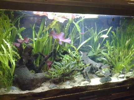 28 gallons planted tank (mostly live plants and fish) - Slight Clouding Due To Water Change 28 gallons planted tank (mostly live plants and fish) - Slight Clouding Due To Water Change