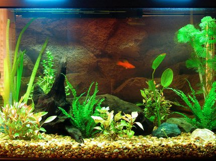 17 gallons planted tank (mostly live plants and fish) - New 17g tank. Just 3 fish for the moment. 17 gallons planted tank (mostly live plants and fish) - New 17g tank. Just 3 fish for the moment.