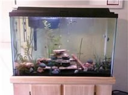 45 gallons planted tank (mostly live plants and fish) - All live plants and fish 45 gallons planted tank (mostly live plants and fish) - All live plants and fish