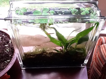 2 gallons planted tank (mostly live plants and fish) - Killifish tank 2 gallons planted tank (mostly live plants and fish) - Killifish tank