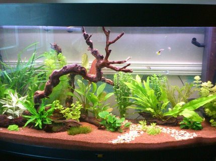 57 gallons planted tank (mostly live plants and fish) - 4ft 260lt planted tank mainly for dwaft shrimp keeping 57 gallons planted tank (mostly live plants and fish) - 4ft 260lt planted tank mainly for dwaft shrimp keeping