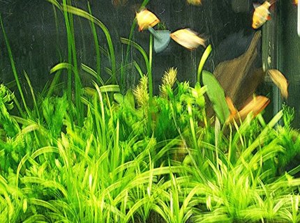 3 gallons planted tank (mostly live plants and fish) - 20 gal tank with all albino tiger barbs--plants Sagittaria-lace java fern-micro sword--noCO2 3 gallons planted tank (mostly live plants and fish) - 20 gal tank with all albino tiger barbs--plants Sagittaria-lace java fern-micro sword--noCO2