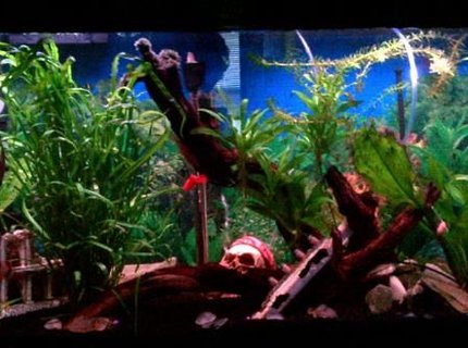 45 gallons planted tank (mostly live plants and fish) - 45 gallon freshwater tank... My first big tank :-) 45 gallons planted tank (mostly live plants and fish) - 45 gallon freshwater tank... My first big tank :-)
