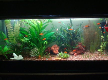 250 gallons planted tank (mostly live plants and fish) - This is my fish tank i have had it for about 2 year.4 feet Freshwater Planted Tank , bogwood with some very nice rock formations light with extra day light(CFL) 250 gallons planted tank (mostly live plants and fish) - This is my fish tank i have had it for about 2 year.4 feet Freshwater Planted Tank , bogwood with some very nice rock formations light with extra day light(CFL)