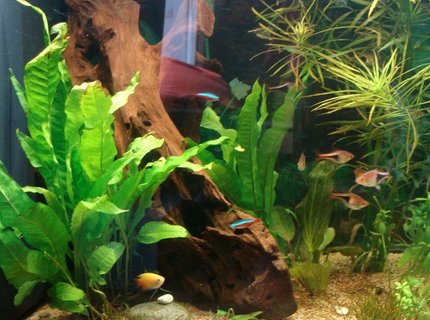 62 gallons planted tank (mostly live plants and fish) - update on tank started july 2011. Picture taken December 2011 62 gallons planted tank (mostly live plants and fish) - update on tank started july 2011. Picture taken December 2011
