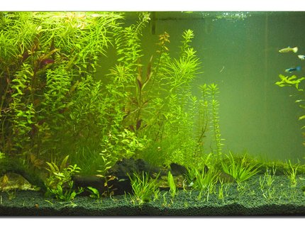 400 gallons planted tank (mostly live plants and fish) - This is my guppie plant tank! 400 gallons planted tank (mostly live plants and fish) - This is my guppie plant tank!