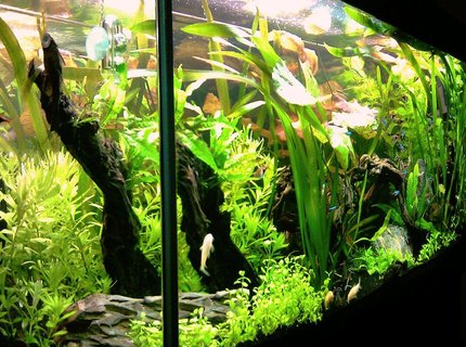 63 gallons planted tank (mostly live plants and fish) - Latest photo of my October 2011 aquascape 63 gallons planted tank (mostly live plants and fish) - Latest photo of my October 2011 aquascape